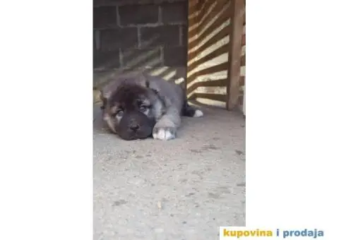 Kavkaski ovčar ŠTENCI - 7/10