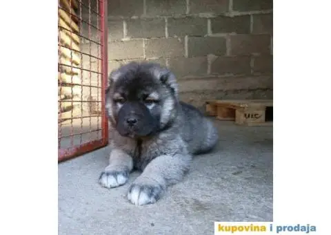 Kavkaski ovčar ŠTENCI - 8/10