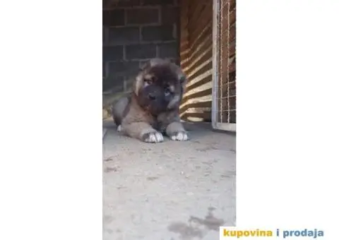 Kavkaski ovčar ŠTENCI - 9/10