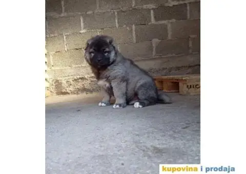 Kavkaski ovčar ŠTENCI - 10/10