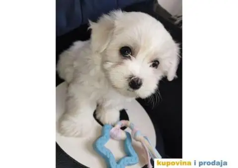 Na prodaju maltezer ženka - 2/3