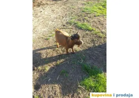 Jare patuljaste - 1/3