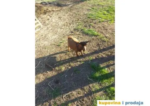 Jare patuljaste - 2/3