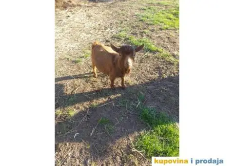 Jare patuljaste - 3/3