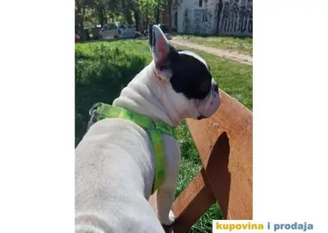 Francuski buldog - 1/5