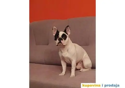 Francuski buldog - 3/5
