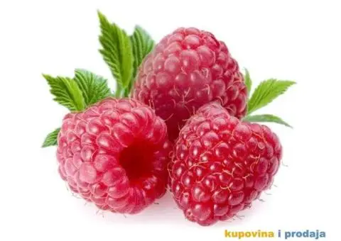 Potrebni radnici za branje malina u Arilju