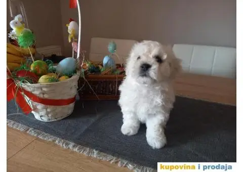 Stenci kovrdzavog bisona na prodaju - 1/13