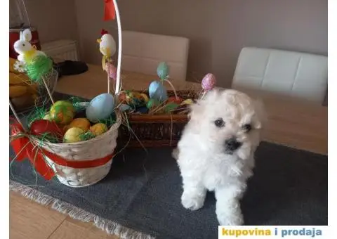 Stenci kovrdzavog bisona na prodaju - 2/13