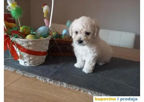 Stenci kovrdzavog bisona na prodaju - 3/13