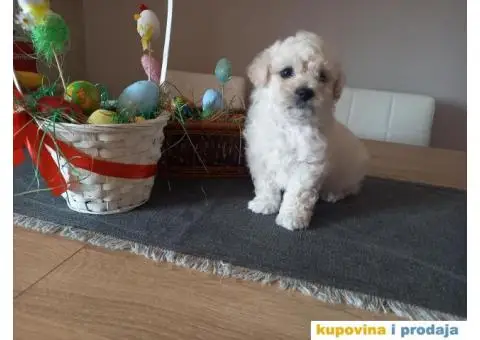 Stenci kovrdzavog bisona na prodaju - 4/13