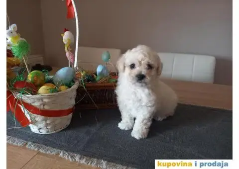 Stenci kovrdzavog bisona na prodaju - 5/13