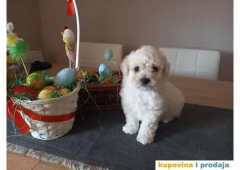 Stenci kovrdzavog bisona na prodaju - 6/13