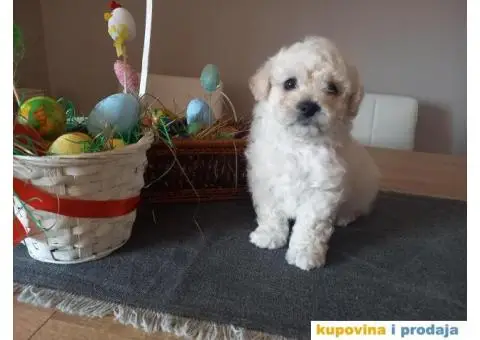 Stenci kovrdzavog bisona na prodaju - 7/13