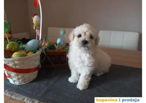 Stenci kovrdzavog bisona na prodaju - 8/13