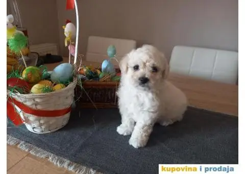 Stenci kovrdzavog bisona na prodaju - 9/13