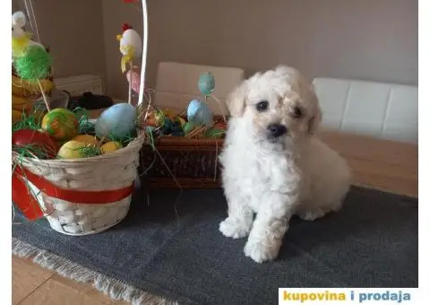 Stenci kovrdzavog bisona na prodaju - 10/13