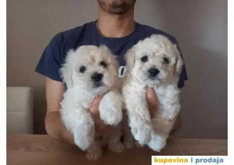 Stenci kovrdzavog bisona na prodaju - 11/13