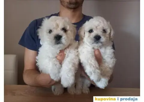 Stenci kovrdzavog bisona na prodaju - 12/13