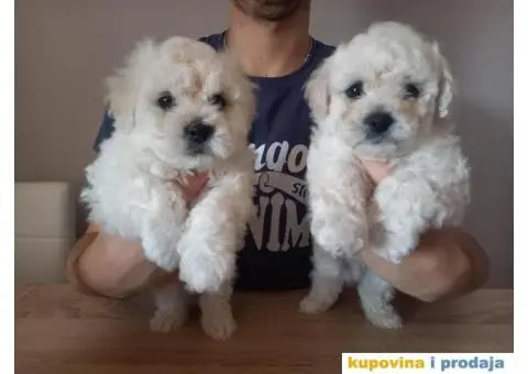 Stenci kovrdzavog bisona na prodaju - 13/13