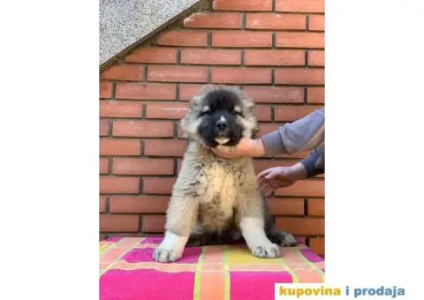 Kavkaski ovčar - 1/10