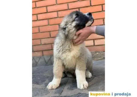 Kavkaski ovčar - 2/10