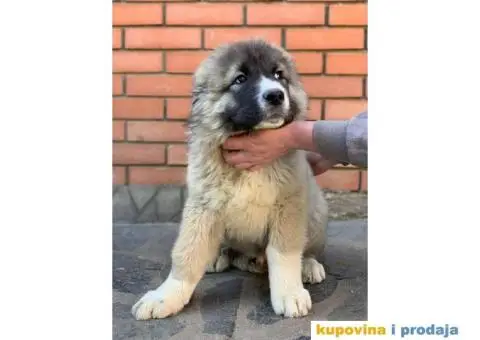 Kavkaski ovčar - 3/10