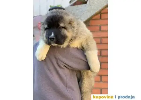 Kavkaski ovčar - 4/10