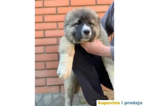 Kavkaski ovčar - 5/10