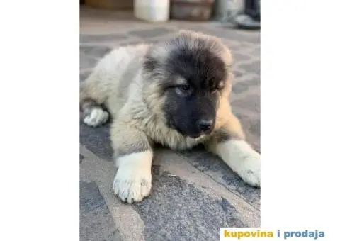 Kavkaski ovčar - 6/10