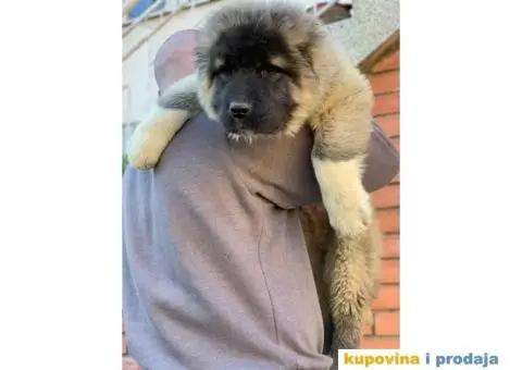 Kavkaski ovčar - 7/10