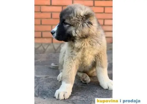 Kavkaski ovčar - 8/10