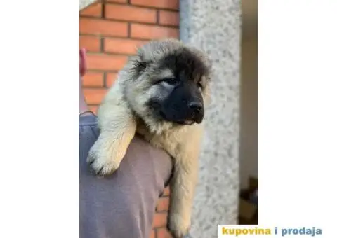 Kavkaski ovčar - 9/10
