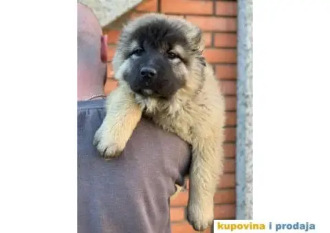 Kavkaski ovčar - 10/10