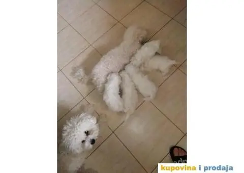 PRODAJA KOVRZAVILOG BISONA - 1/11