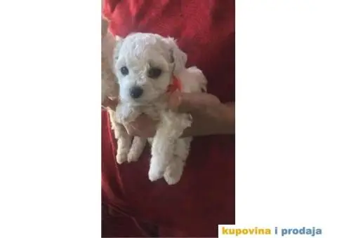 PRODAJA KOVRZAVILOG BISONA - 2/11