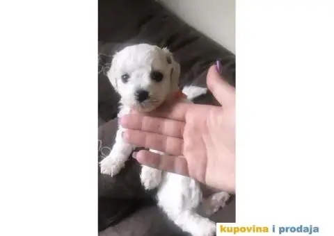 PRODAJA KOVRZAVILOG BISONA - 3/11