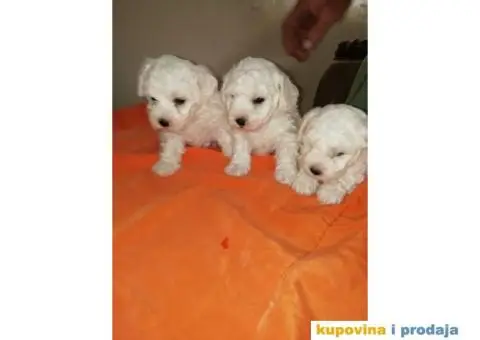 PRODAJA KOVRZAVILOG BISONA - 4/11