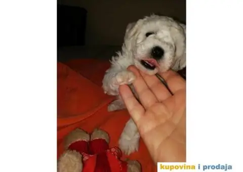 PRODAJA KOVRZAVILOG BISONA - 5/11