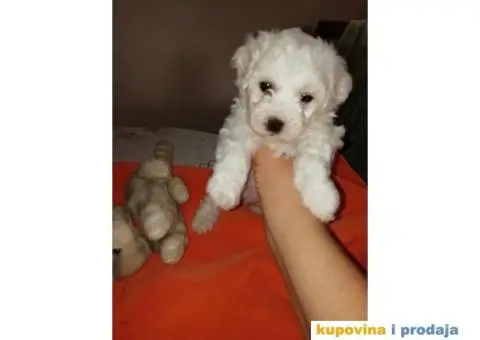 PRODAJA KOVRZAVILOG BISONA - 6/11