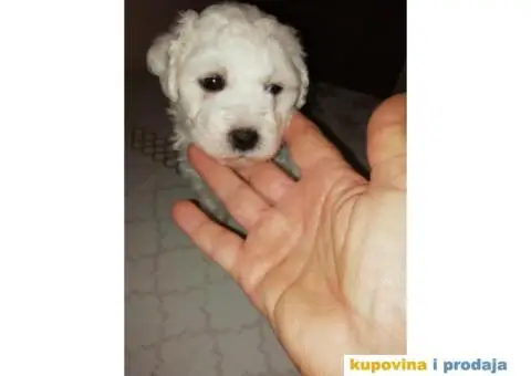 PRODAJA KOVRZAVILOG BISONA - 7/11