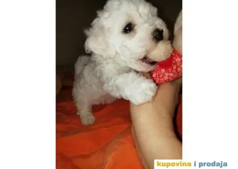 PRODAJA KOVRZAVILOG BISONA - 8/11