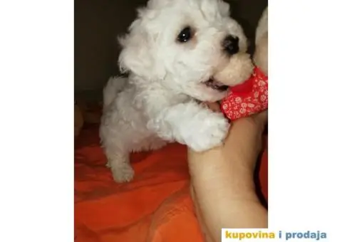 PRODAJA KOVRZAVILOG BISONA - 9/11