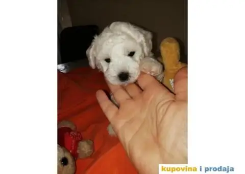 PRODAJA KOVRZAVILOG BISONA - 10/11