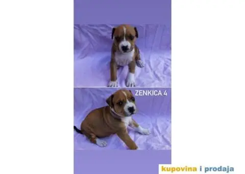 Americki stafordski terijer- vrhunski stenci - 1/8