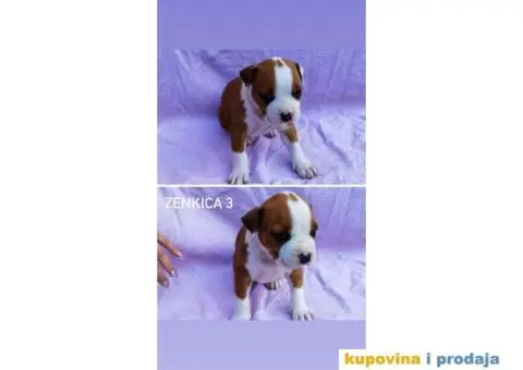 Americki stafordski terijer- vrhunski stenci - 2/8