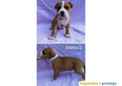 Americki stafordski terijer- vrhunski stenci - 3/8