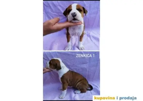 Americki stafordski terijer- vrhunski stenci - 4/8