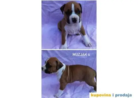 Americki stafordski terijer- vrhunski stenci - 5/8