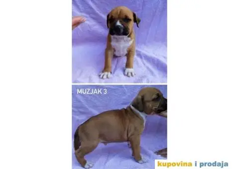 Americki stafordski terijer- vrhunski stenci - 6/8